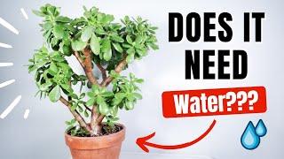 how to know if your jade needs water!