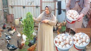 My chicks raining eggs in the rain. I went to the farm. I was surprised by the quantity of eggs,