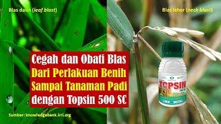 Cara Mengatasi Blas Daun dan Patah Leher Malai Padi dengan Fungisida Topsin 500 EC