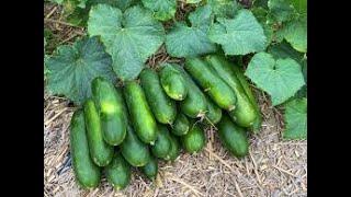 If the cucumbers have stopped growing, water them with this!