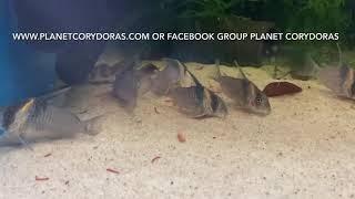 Corydoras CW045