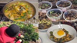 sub) Pretty green sprouts, harvesting bomdong and making bibimbap, soybean paste soup, dog mukbang