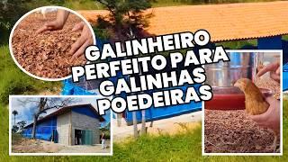 TUDO que você precisa saber sobre CRIAÇÃO DE GALINHAS POEDEIRAS