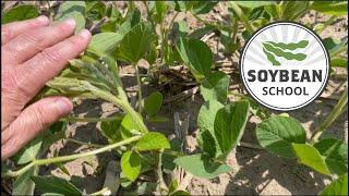 Soybean School: Fungicide strategies for slow developing crops