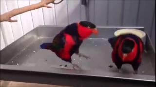 Birds Dancing to "La Bamba"