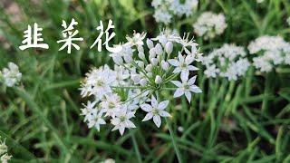 【韭菜种植】韭菜开花了还可以吃吗？韭菜花能吃吗？怎么做韭花酱？韭苔特别鲜嫩季节性食物不要错过哦