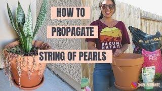 How to Propagate String of Pearls | Easy House Plants |  How to Care for Snake Plants