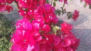 Bougainville