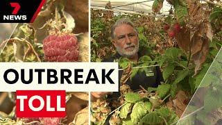 Adelaide Hills berry farm owner in tears as Glynde fruit fly outbreak forces closure | 7NEWS