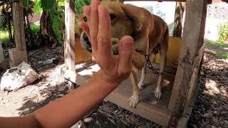 Dog, give me five. Собака, дай пять!