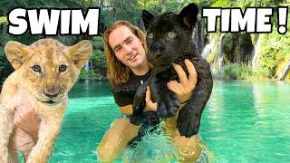 TEACHING BABY LION AND BLACK JAGUAR HOW TO SWIM !