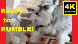 Ready to RUMBLE! - Miniature Schnauzer Brothers