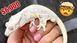 Picking Up a $6000 Crested Gecko!!!!