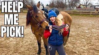 Fitting Tack To My AQHA Horse! Choosing A Bitless Bridle, Color, & Saddle