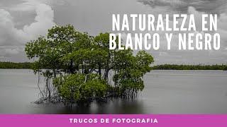 FOTOGRAFIA DE NATURALEZA EN BLANCO Y NEGRO
