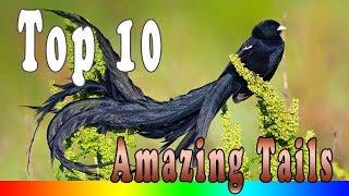 Top 10 Birds With Amazing Tails