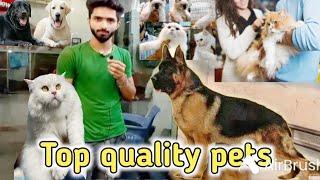 German shepherd | Tollinton Market Lahore | Persian cat triple coat | Dog market | Cat market Lahore