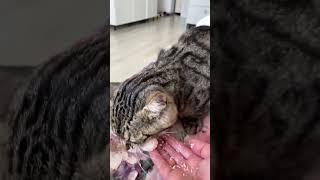 Кот есть РАФАЭЛЛО