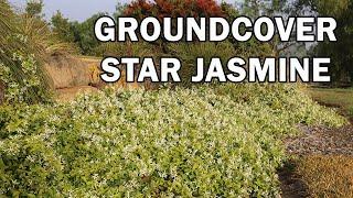 Flat Mat™ Trachelospermum is a lower growing Japanese Star Jasmine