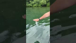 Feeding a tarpon a sardine in Belize. So crazy 