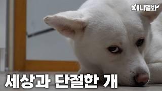 식육견이었던 '토리' 구조 후 근황ㅣUpdate On Rescue Dog Tory Who Was Being Bred To Be Eaten