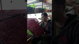 Амарантовый микрогрин - волшебный витаминный комплекс! Красота и молодость!