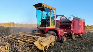 Scraping Hurricane Flattened Sweet Corn Off the Ground