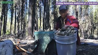 Iu-Mienh fun channel Ep 939 picking mushroom