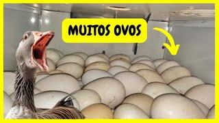 Muitos ovos de Gansos Chocando - Nasceu Pintinhos | Gutejando