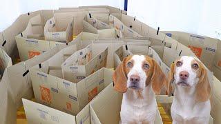 Dogs Get GIANT DIY MAZE! Owner Builds EPIC Maze Out of Cardboard for Cute Dogs Potpie & Indie