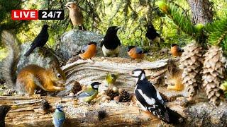24/7 LIVE CAT TV  Beautiful Birds and Adorable Red Squirrels in The Forest Nook Restaurant