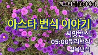 아스타 키우기의 모든것~을 알려드립니다