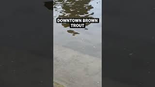 Massive Brown Trout Downtown #fishing #shorts #wisconsin #trout #troutfishing