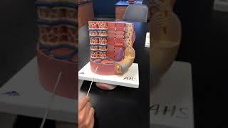 Muscle Fiber review with Dr. Masi
