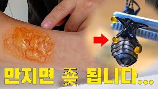 이거 만지면 진짜 큰일 납니다 한국에 몇 없는 맹독 곤충의 독을 발라보았습니다