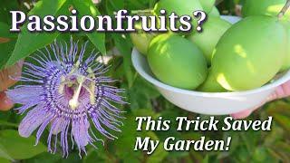 How to Grow, Harvest, Eat & Control: Maypop (Hardy Passionfruit Vine) Passiflora Incarnata -TIPS