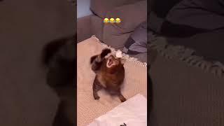 #funny #catlov #catcare #funnyshorts #cat #pets #catslover #catlove