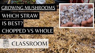 Growing Mushrooms on Straw (CHOPPED VS WHOLE) | Urban Farm-It's Classroom