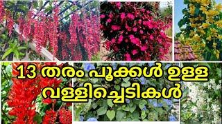 Top 13 Creepers/Climbers/Vines || Top flowering creepers || rose