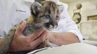 Cougar Cub Feeding! | Toledo Zoo