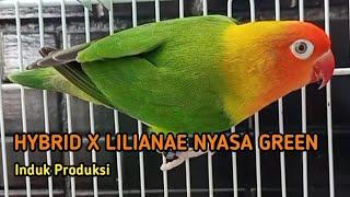 Green Hybrid and Lilianae Nyasa Lovebird Singing & Chirping Sounds