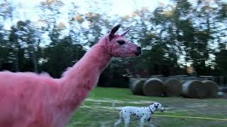 Pink Llamacorn