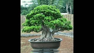 INSPIRASI BONSAI KIMENG (Ficus microcarpa) BIG SIZE KEREN