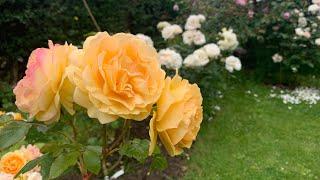 My Mums Rose garden | David Austin Roses | Kordes Roses