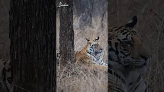 Look who hid behind the camera | Actress Sadaa | Sadaa Wild Stories #wildlife #tiger #tigerday