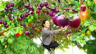 Harvest Star Apple Fruit Go To Market Sell - Cooking, Daily life, Gardening, Farm -Phương Daily Life