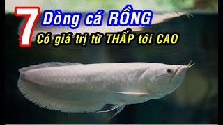 7 dòng cá RỒNG cơ bản có giá thừ THẤP tới CAO tại Việt Nam!