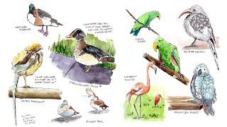 Learn to Sketch Birds in Ink and Watercolor // 4 Birds, 4 Ways