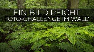 Ein Bild reicht! Fotografie-Challenge im Wald | Landschaftsfotografie in Deutschland