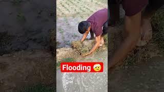 Flooding #agriculture #farming #cottonproduction #potash #farmer #cottonproduction #wheat#gardening